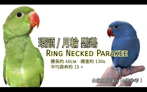 鹦鹉品种分享介绍 ~环颈(月轮)鹦鹉 (Ringnecked Parakeet)哔哩哔哩bilibili