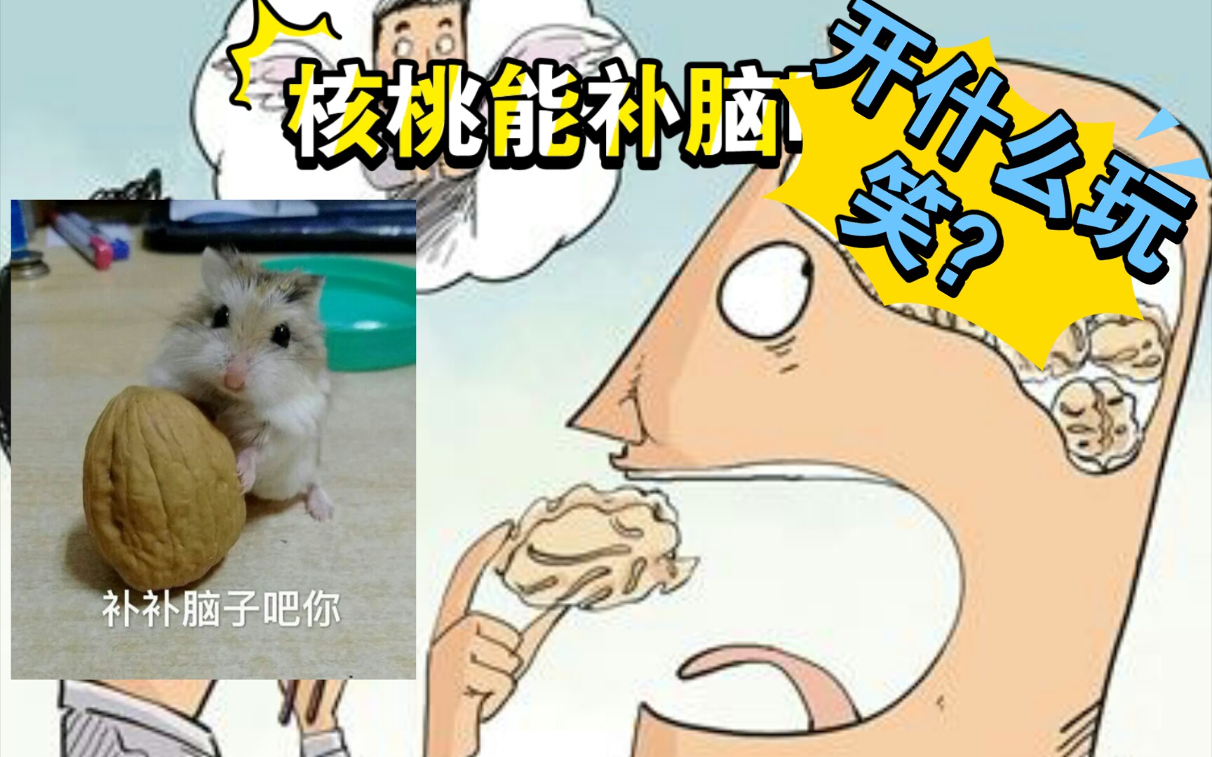 核桃能补脑吗?哔哩哔哩bilibili