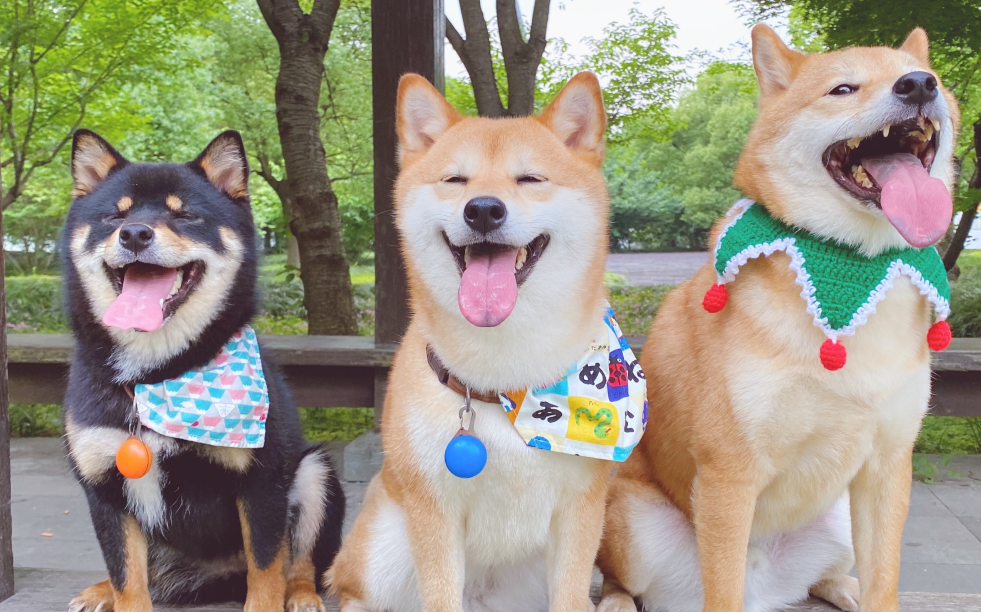 三只柴犬的周末草地vlog