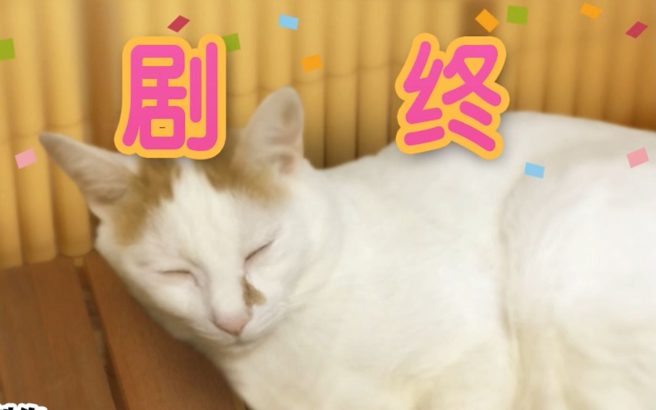 [图]恐怖游戏里的猫咪视角—翌日 猫之怪奇谭 正常+彩蛋结局