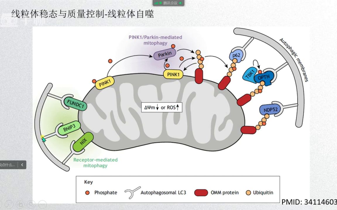 3D科研绘图入门视频医学会员免费学哔哩哔哩bilibili