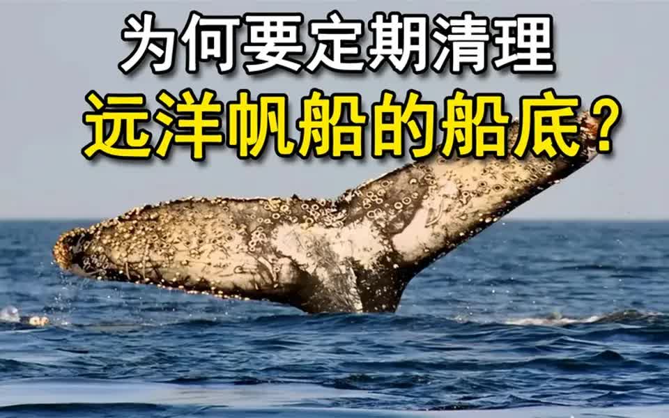 远洋帆船底部到底有多脏高压水枪清洗藤壶船底十分解压