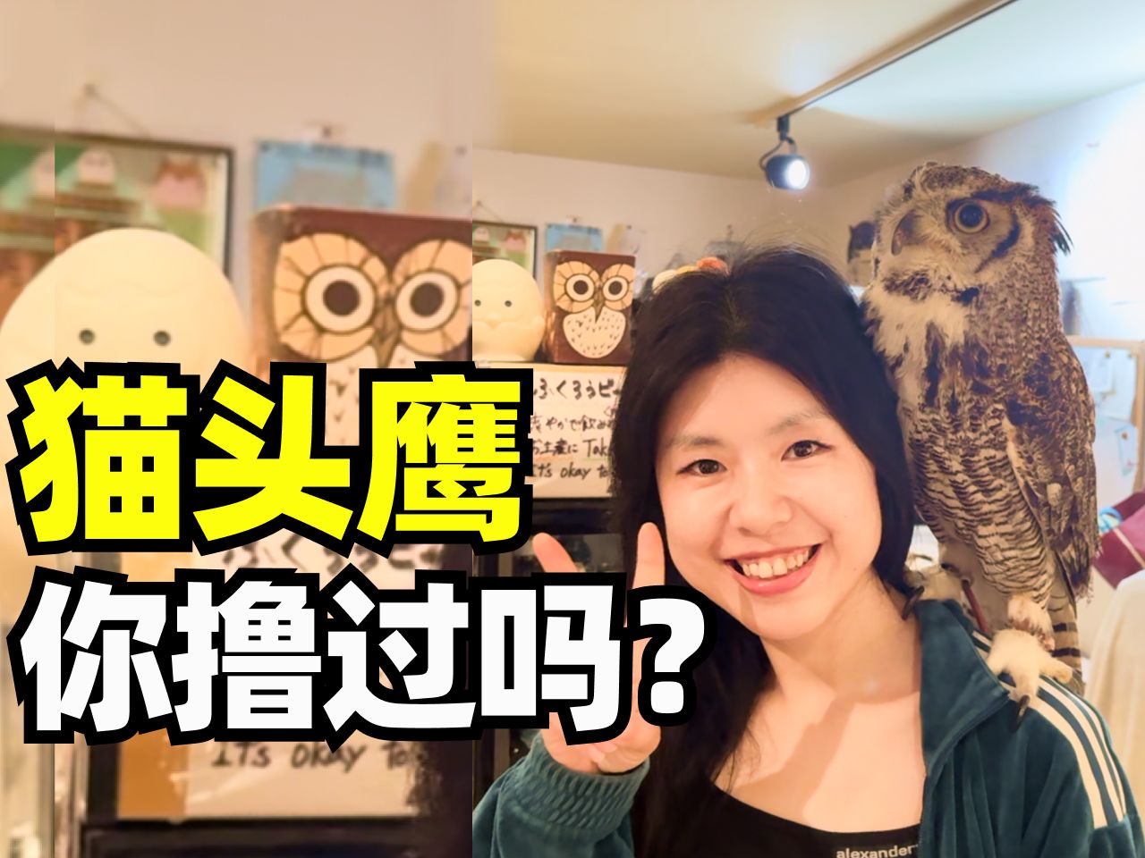猫头鹰你撸过吗?我终于打卡了猫头鹰咖啡馆!