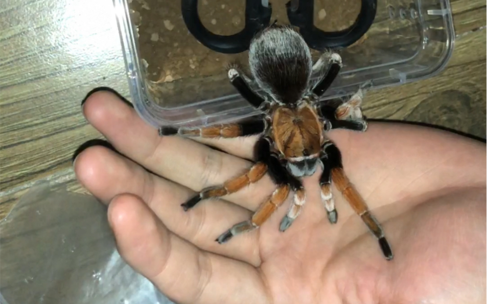 墨西哥血脚成体母开箱_哔哩哔哩_bilibili