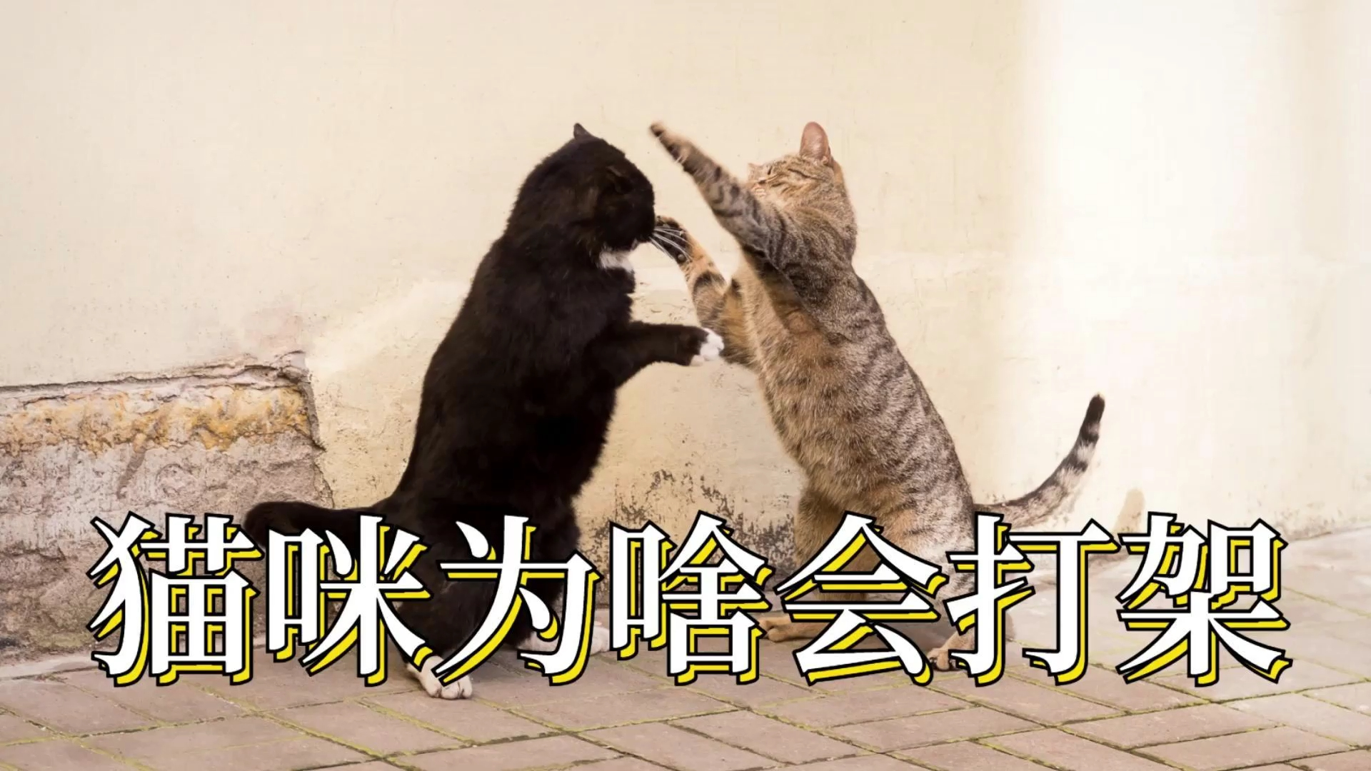 猫咪打架的几大原因,你都知道吗?哔哩哔哩bilibili