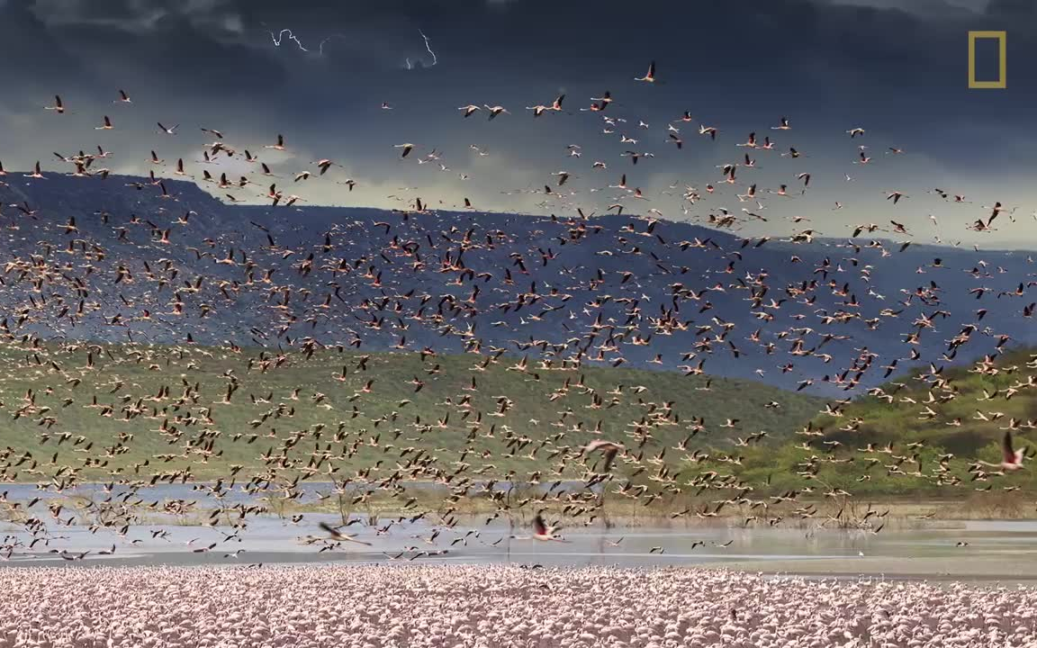 [图]国家地理 | 不思议时间——鸟类迁徙全景图【Incredible Time-Stretching Photographs Capture Bird Migra】