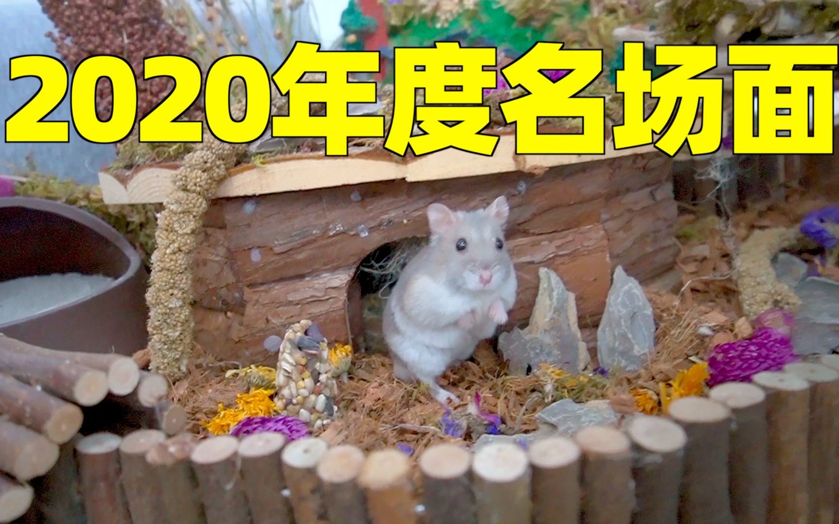 2020年度猫片名场面?这才是猛男该看的视频!哔哩哔哩bilibili