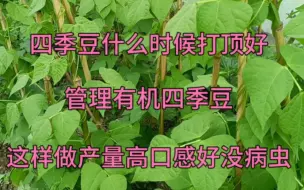 下载视频: 四季豆什么时候打顶？管理有机四季豆，这样做产量高口感好没病虫