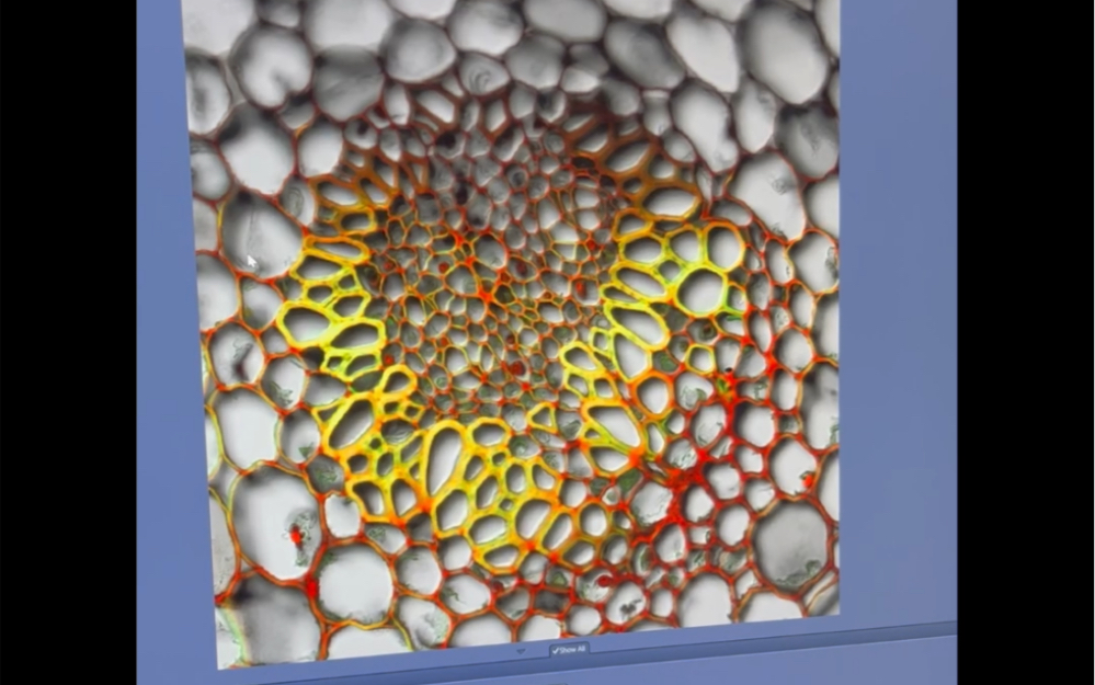 蔡司900激光共聚焦显微镜上机