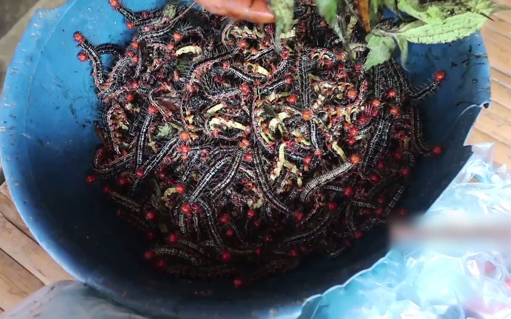 越南特色小吃爆炒毛毛虫,领导们想不到这个也能吃吧