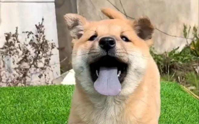 极品广西土猎犬妹妹,虎头猫耳,黄狗白面,全黑舌头