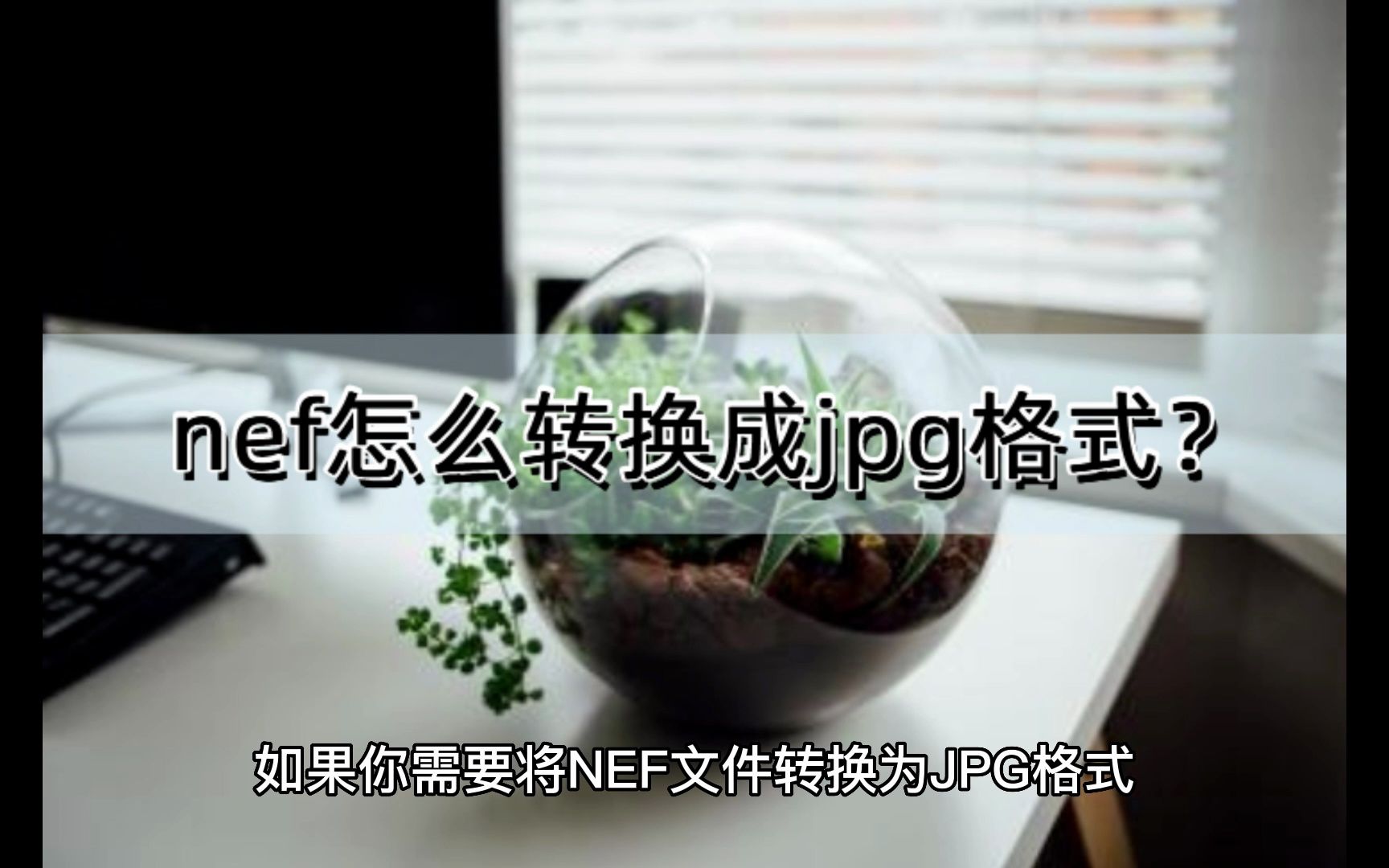 nef怎么转换成jpg格式?用这几款软件就够了哔哩哔哩bilibili