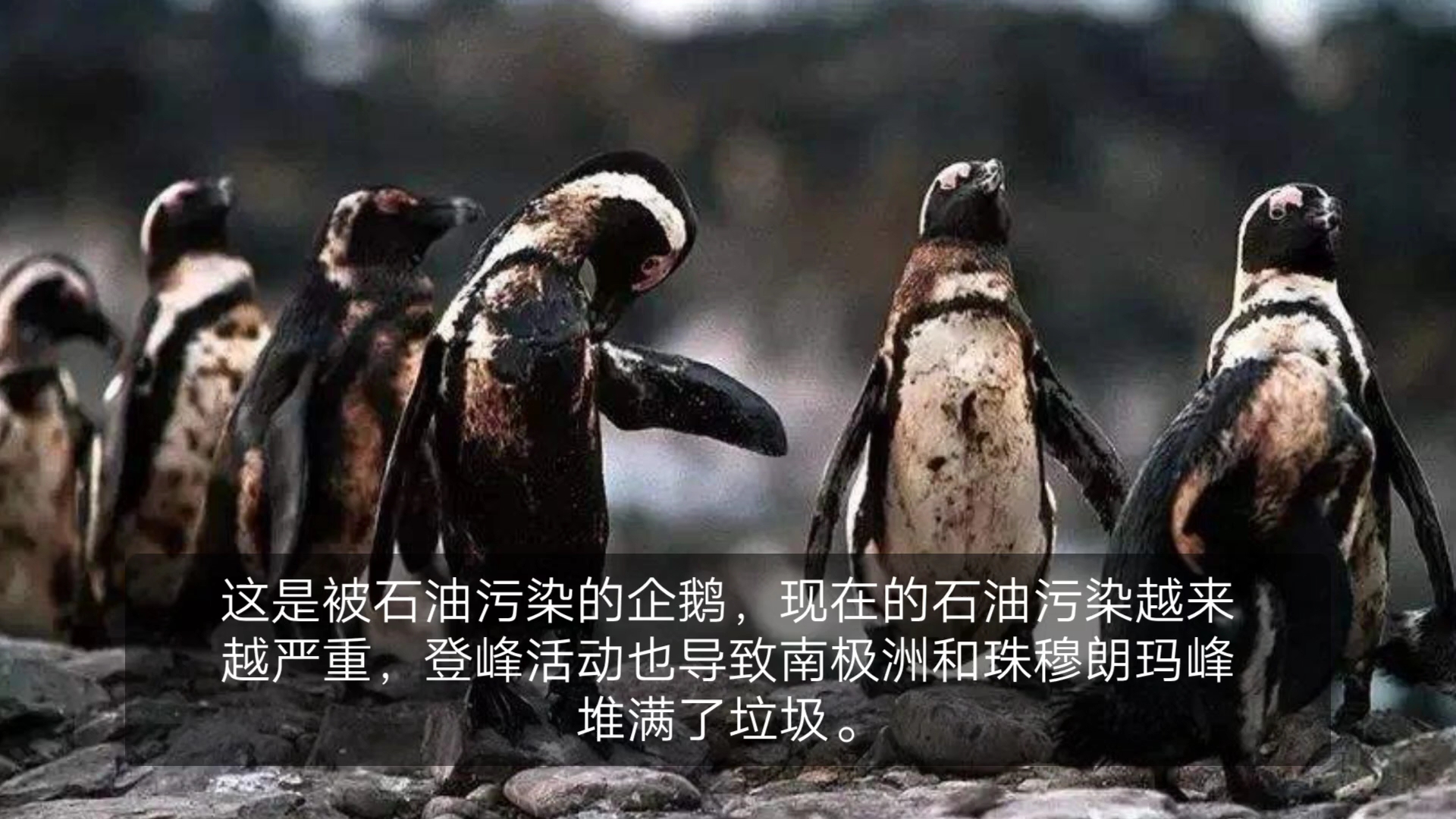 [图]环境保护，人们的罪孽