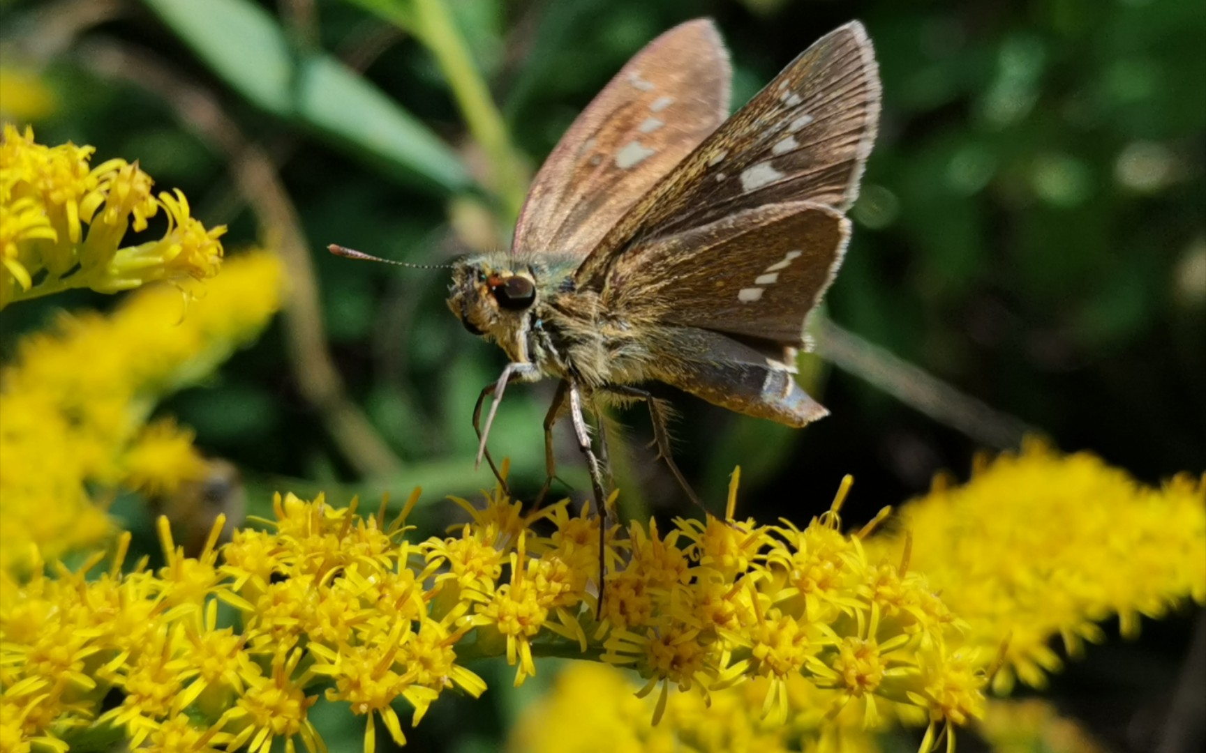 直纹稻弄蝶,蜜蜂在加拿大一枝黄花上