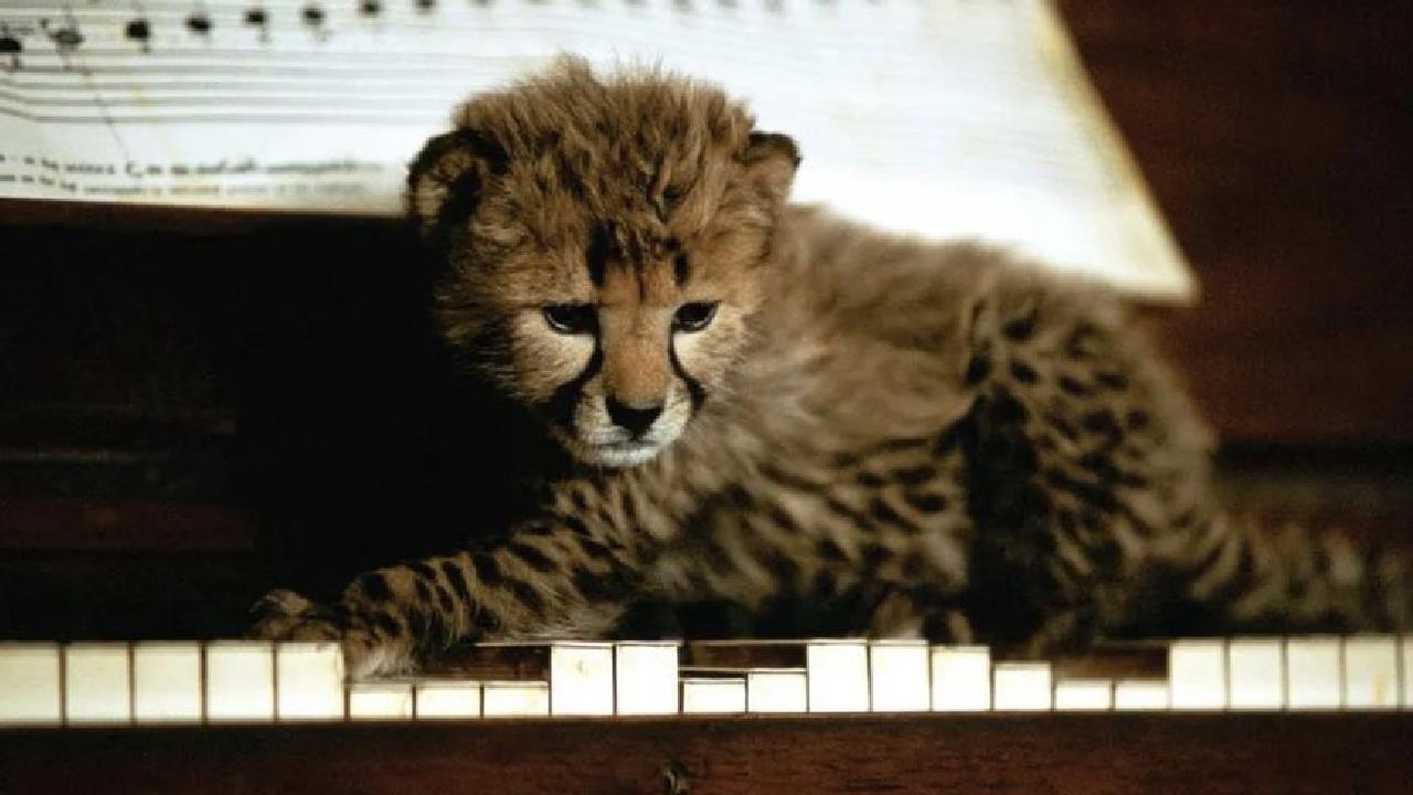 超治愈电影:人类养大的小奶豹,乖巧得像只猫,在野外该怎么生存