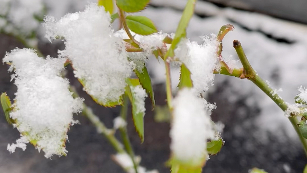 雪中的一抹绿意