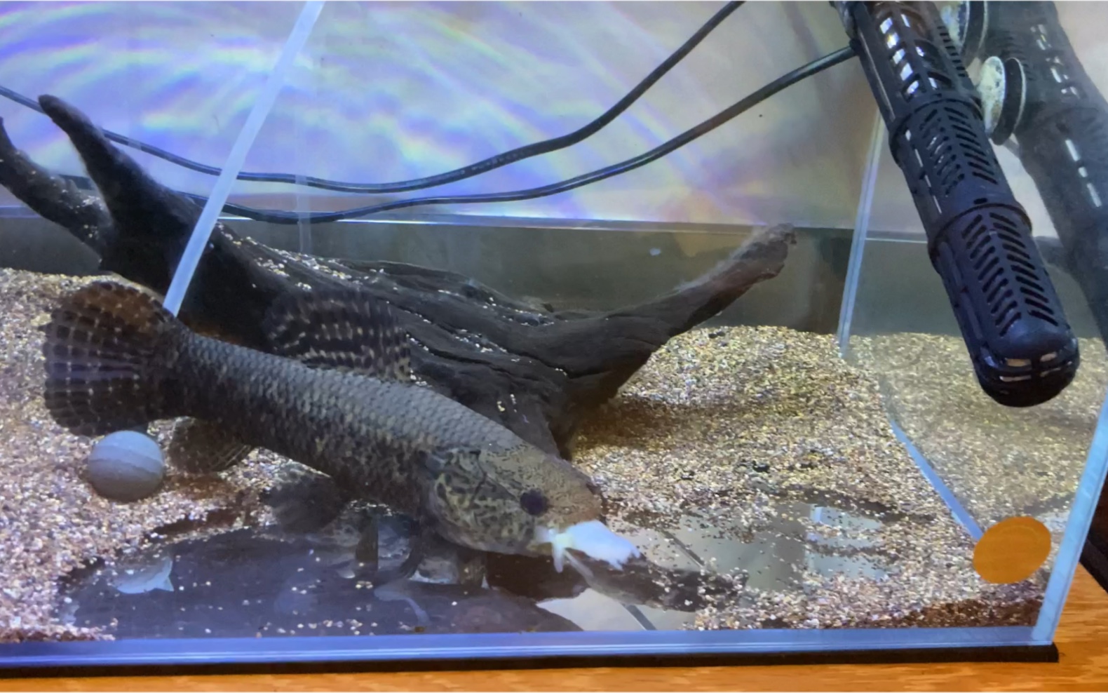 活动  【养鱼vlog 46】饥饿的奥黑牙鱼进食虾