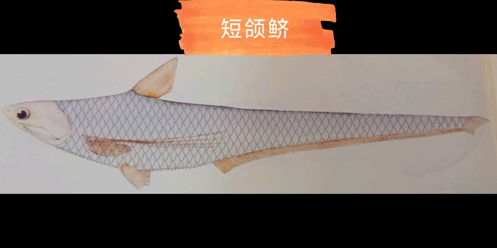 鱼类短颌鲚coiliabrachygnathus