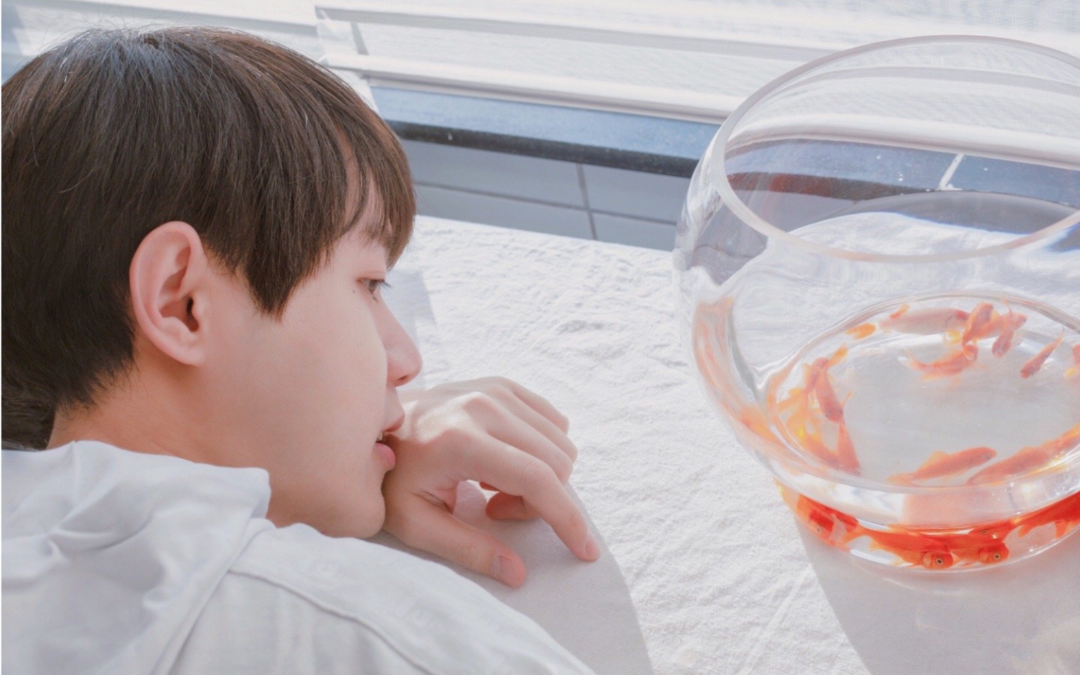 双儿苏尚卿自留