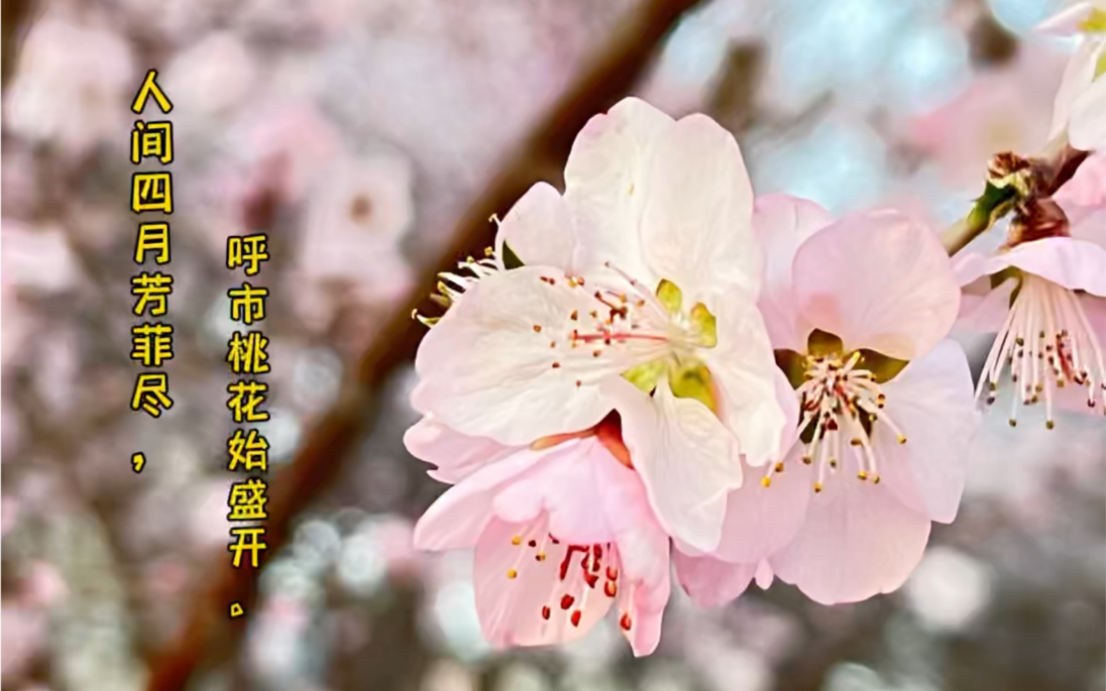 [图]【桃花解剖】人间四月芳菲尽,呼市桃花始盛开。这朵雄蕊三十二，黄沙过后春会来。