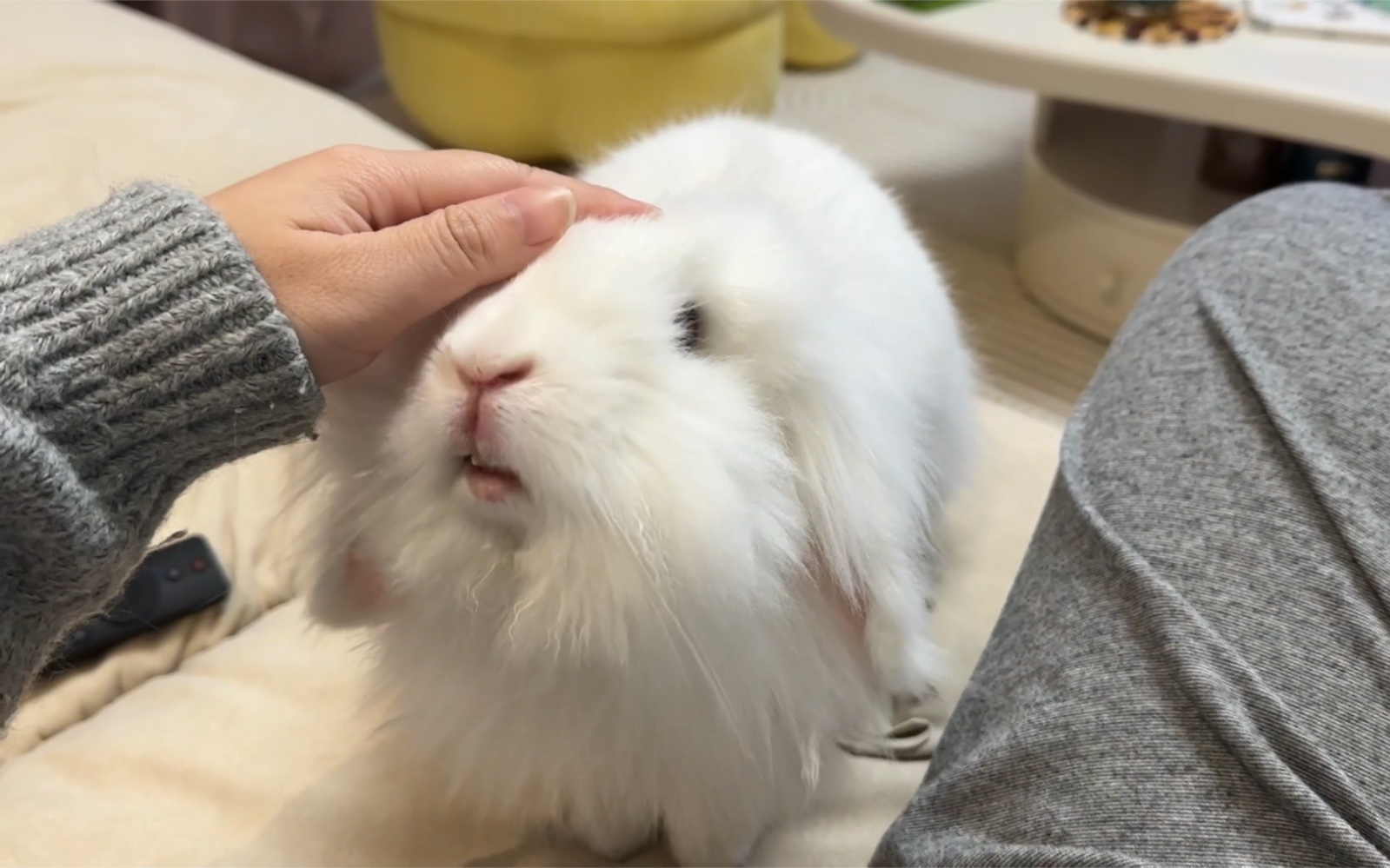 摸摸兔头,一切不愁