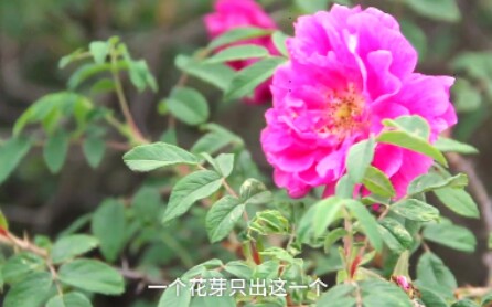 [图]深山石缝千年玫瑰花开