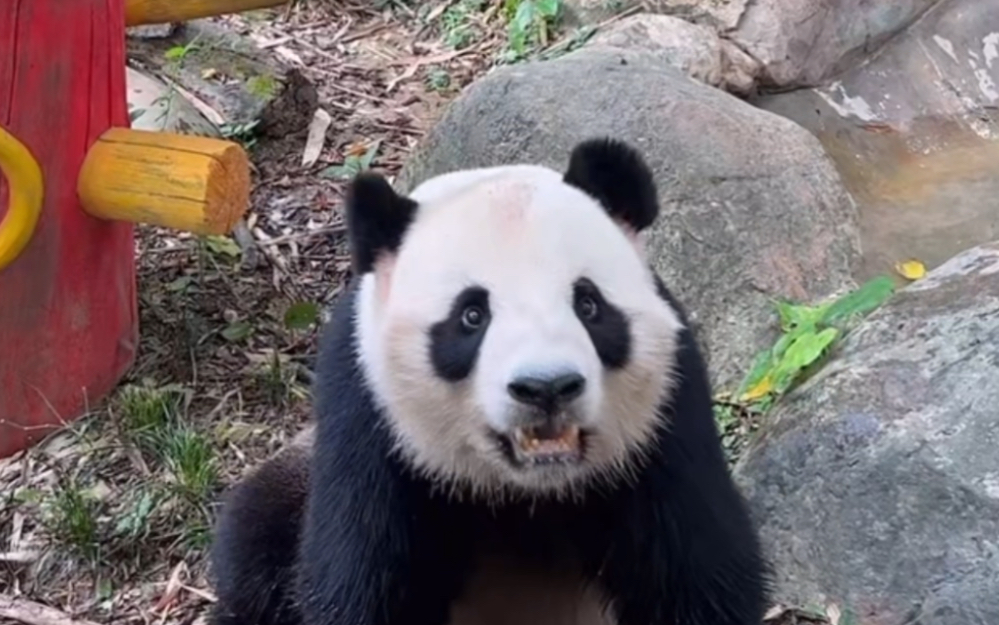 可爱的隆仔仔,在长隆出生的子二代大熊猫