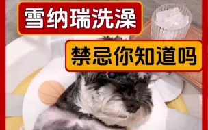 Télécharger la video: 雪纳瑞的这些洗澡禁忌你知道吗？