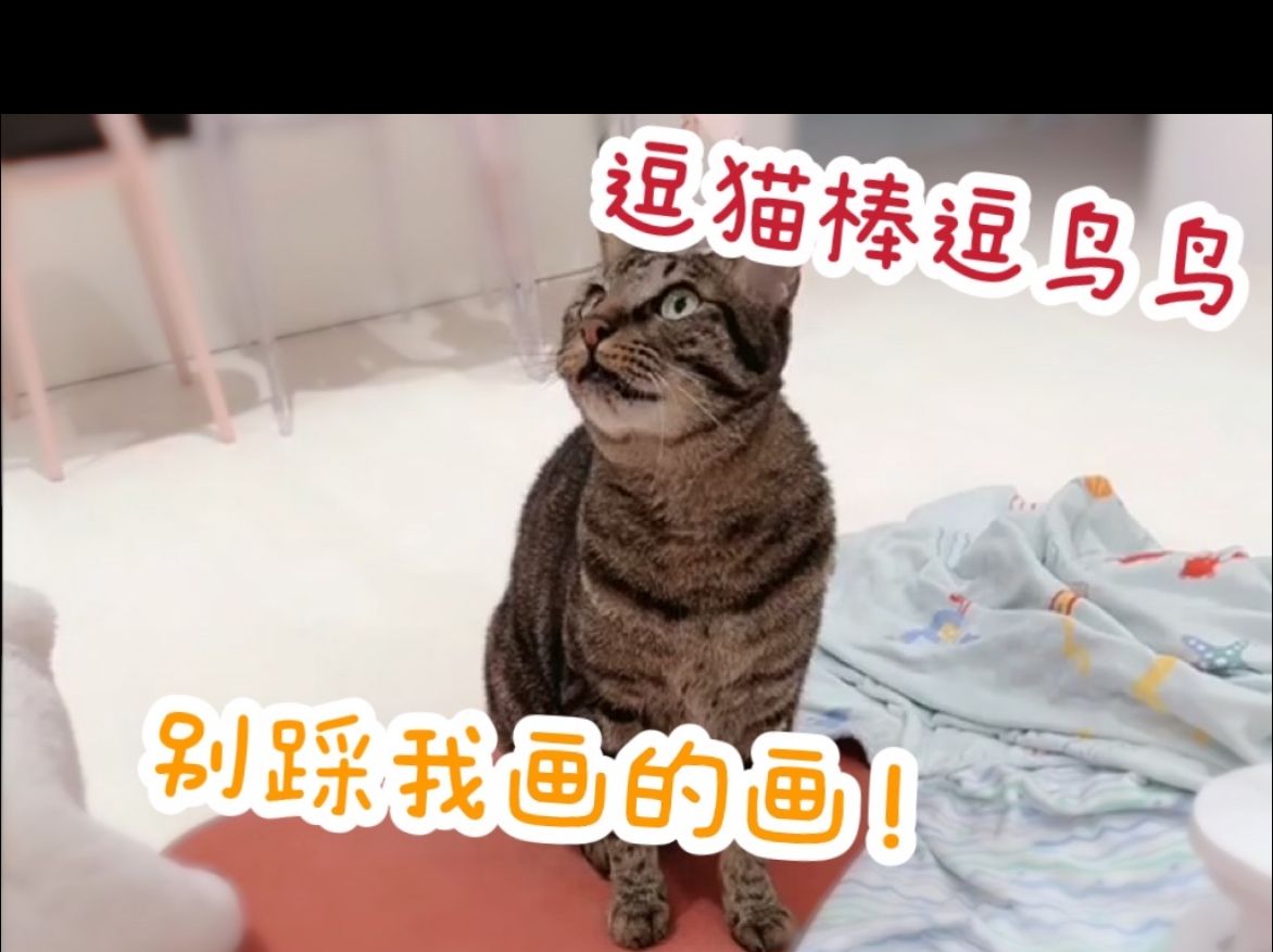 【hanser】直播逗鸟鸟