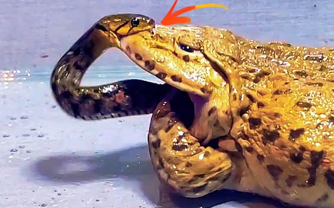 牛蛙vs蛇图片