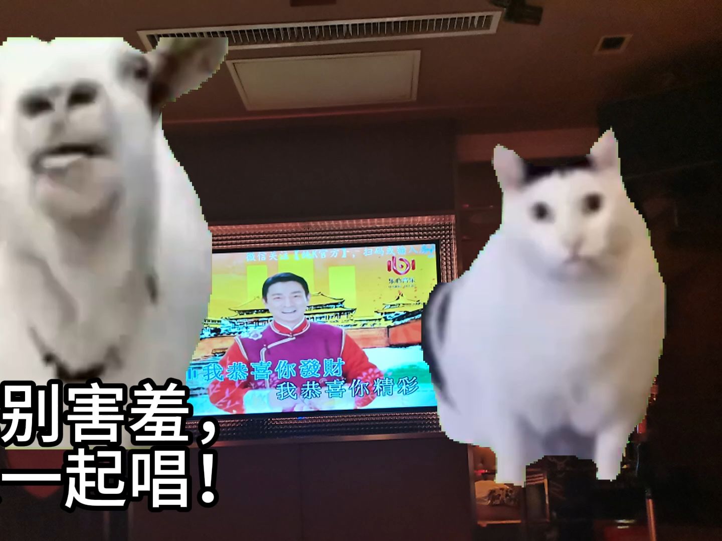 武汉亲友三人行但猫猫meme(第一天)哔哩哔哩bilibili