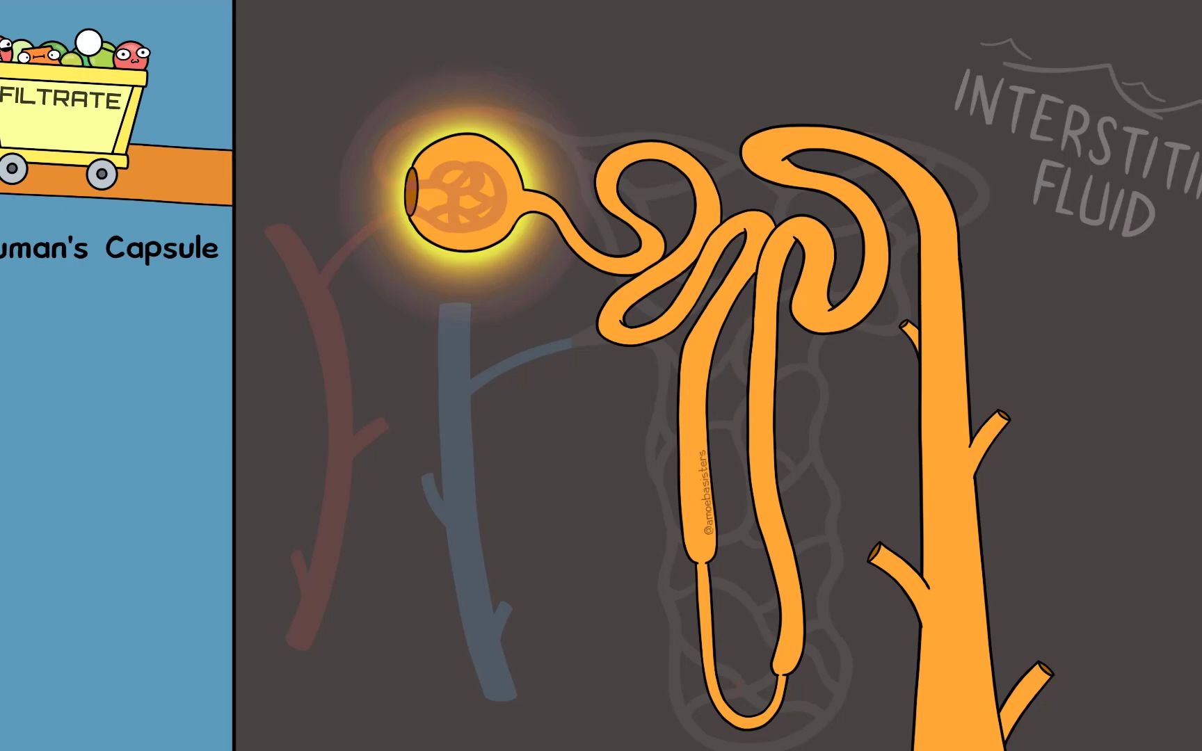 excretory system and the nephron