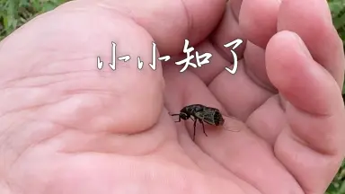 蝉丸-哔哩哔哩_Bilibili