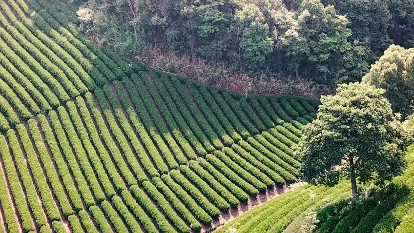 [图]品九曲红梅的非遗能力