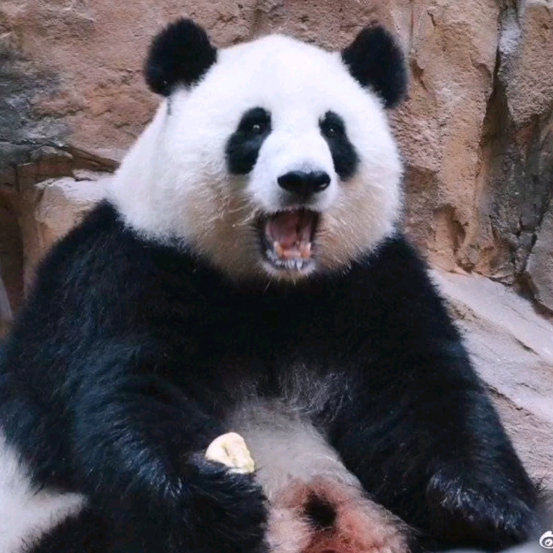 【大熊猫囡囡】挑战全网最治愈笑容的猫咪