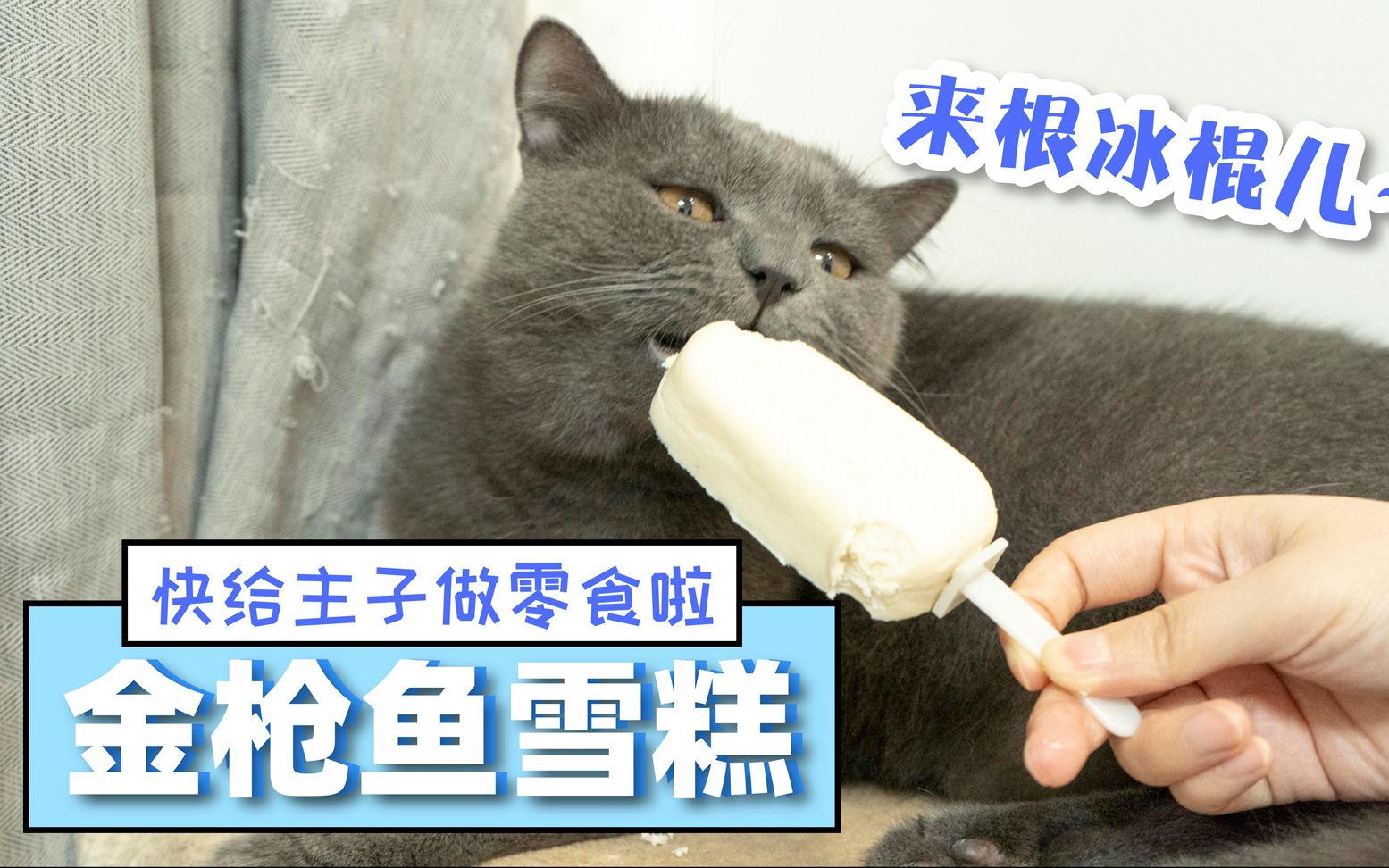 【零食猫饭】给猫咪用金枪鱼做雪糕,你猜猜他们会喜欢吃吗?哔哩哔哩bilibili