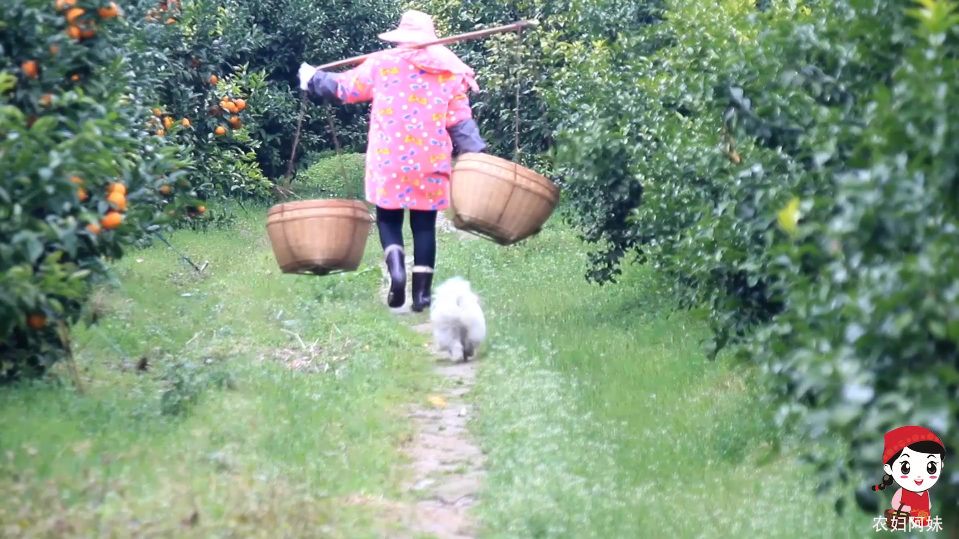 农妇阿妹干活比男人还厉害采摘自家沃柑一人挑起两大框