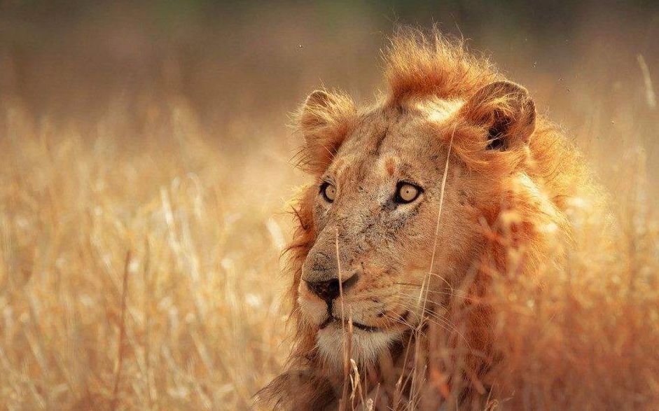 保卫者雄狮金鬃杀非洲二哥斑鬣狗