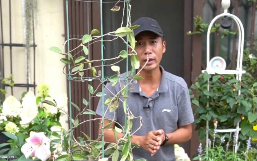 花朵长得像假花,就像是塑料做的,适合阳台做花墙哔哩哔哩bilibili