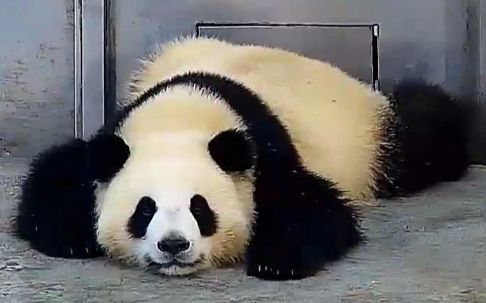 pandapia20170513上午录屏1号2号别墅星一雅一小雅小
