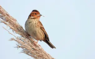 Скачать видео: 芦苇花上的小鸟，漂亮的小鹀鸟