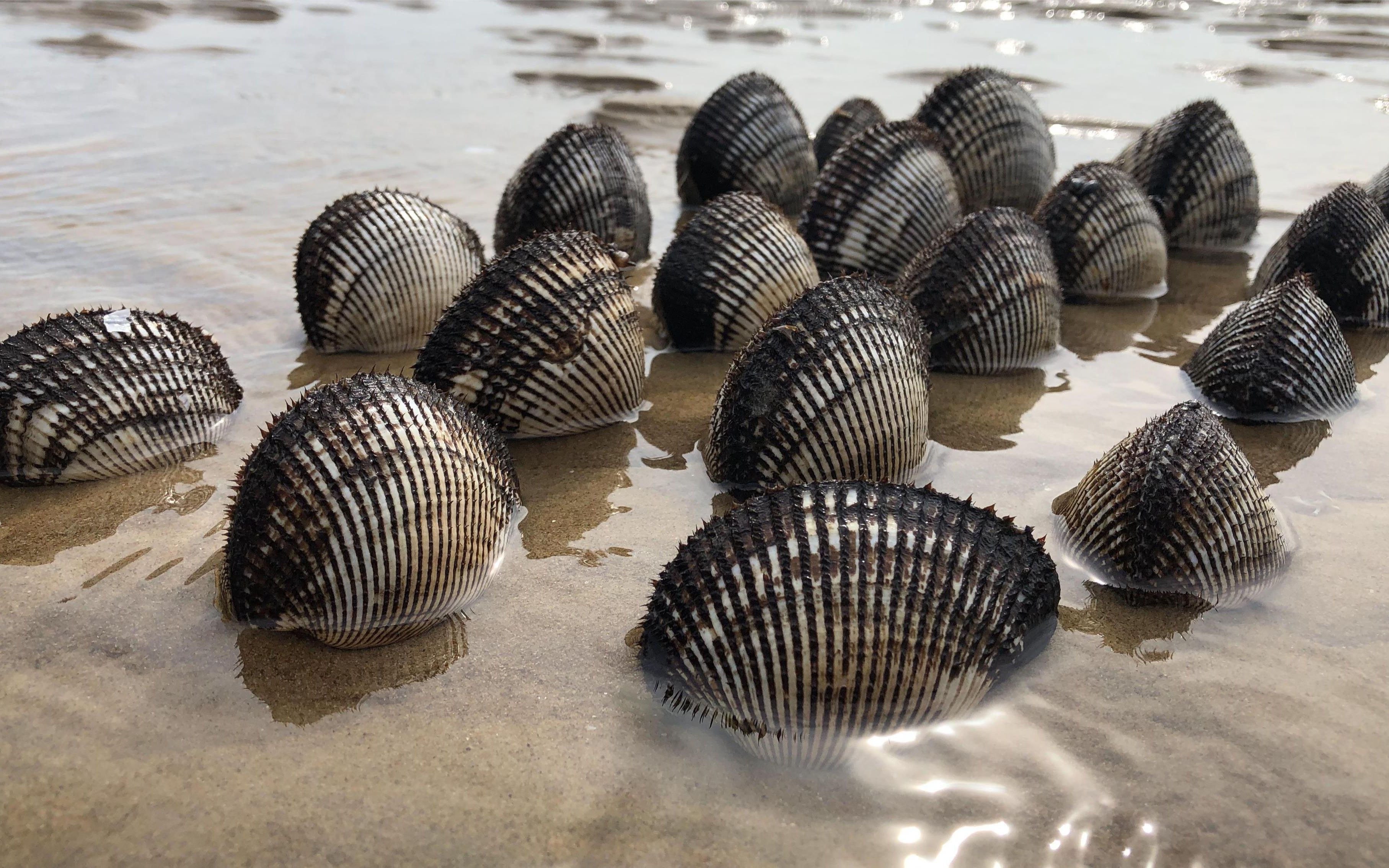 二哥赶海寻宝深海大毛蛤,大小跟拳头差不多,二哥挖几十只大货