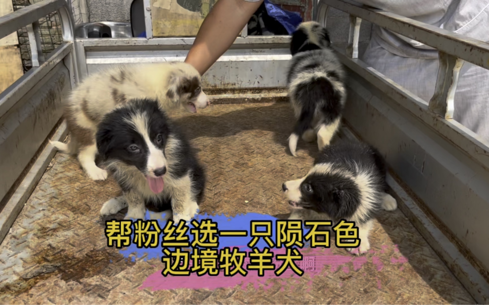 边境牧羊犬稀有颜色陨石色 快来吧哔哩哔哩bilibili