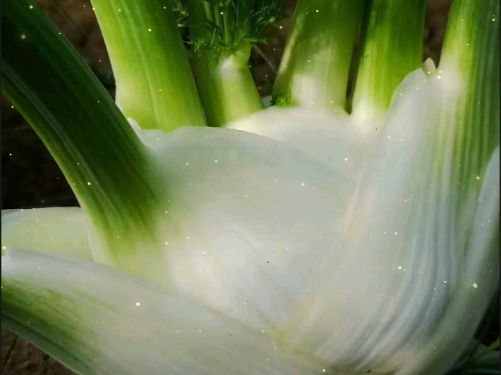 许昌市水果礼盒、水果集装箱、水果配送/叶县食堂蔬菜配送/郏县生鲜水果集装箱配送/宝丰县蔬菜水果礼盒批发团购/鲁山县水果蔬菜、水果礼盒、特色蔬菜集...