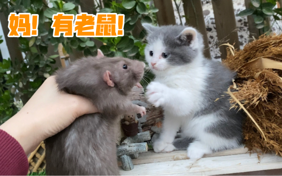 [图]当北方奶猫遇见南方老鼠…猫：现在就是精神恍惚 花枝鼠南方老鼠大辉浩子猫和老鼠治愈搞笑日常沙雕配音