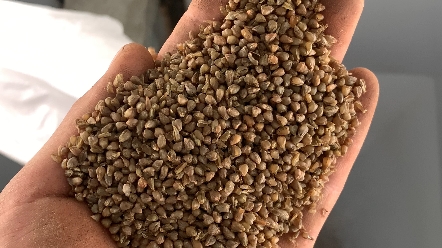 苦荞麦脱壳设备,荞麦米加工机器,熟荞麦米设备,甜荞麦米加工设备