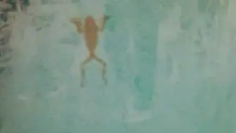 实验短片 / 加拿大导演 Barbara STERNBERG - Surfacing（2005）