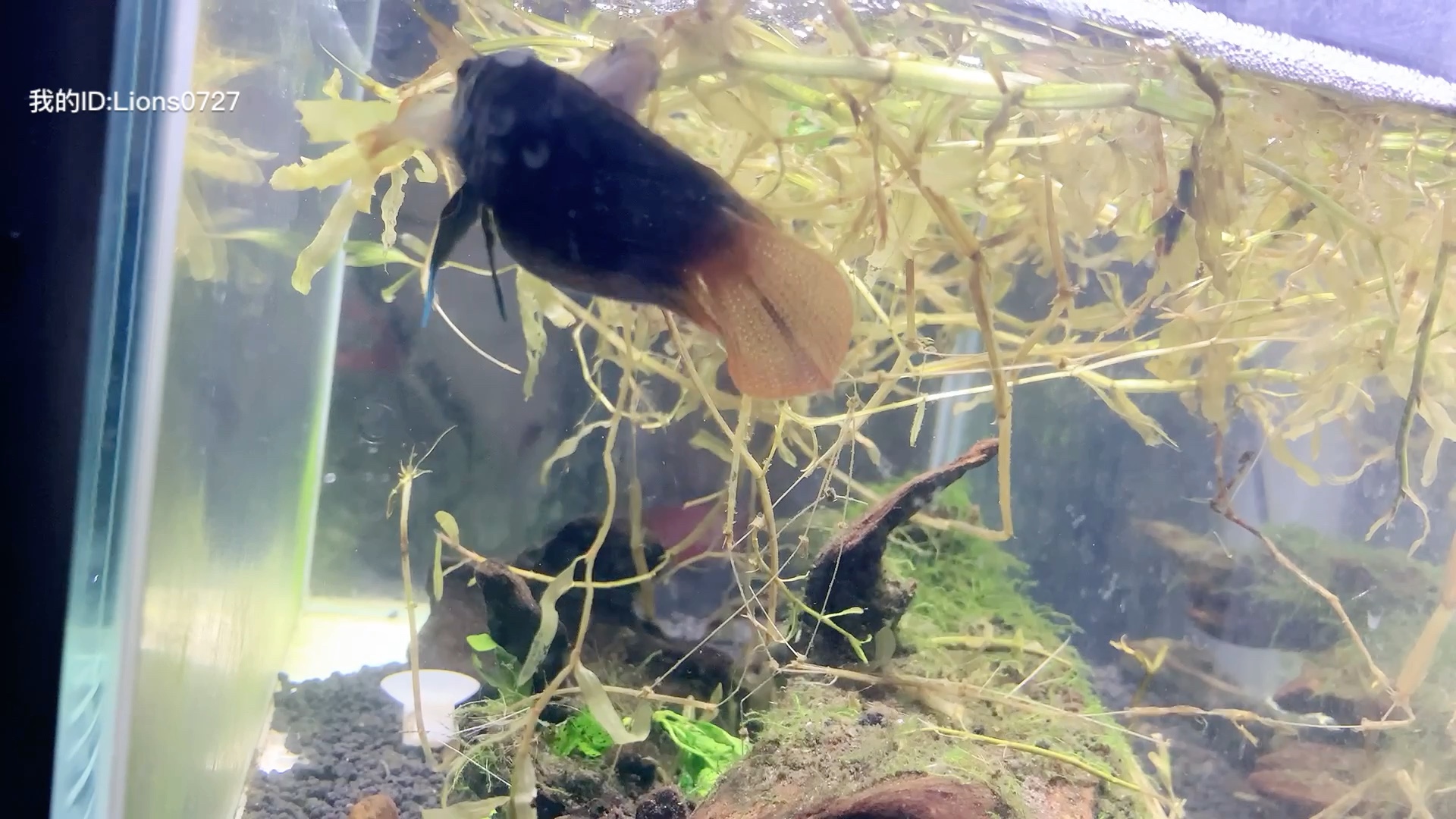 中国圆尾斗鱼神奇繁殖方式