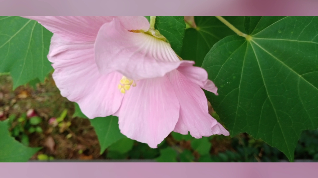 紫宝降伏了嫉妒之心,也就是脱落了争这个动物欲.