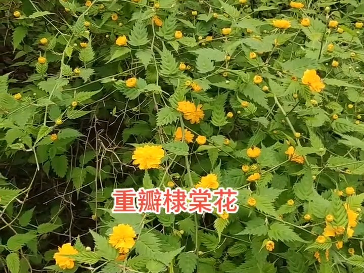 重瓣棣棠花科属图片